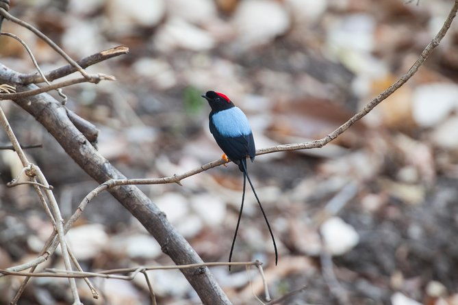 private-rincon-de-la-vieja-bird-watching-tour