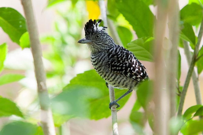 private-rincon-de-la-vieja-bird-watching-tour