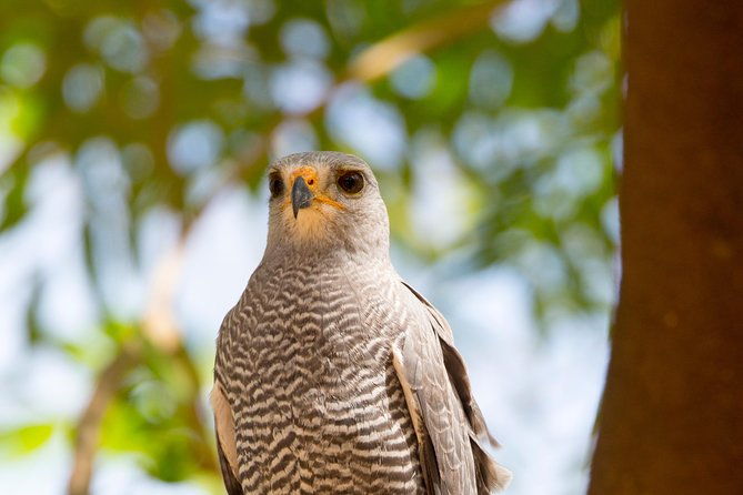 private-rincon-de-la-vieja-bird-watching-tour