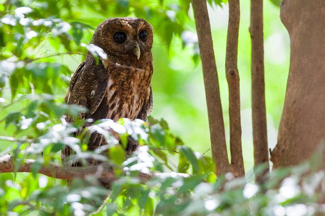 private-rincon-de-la-vieja-bird-watching-tour