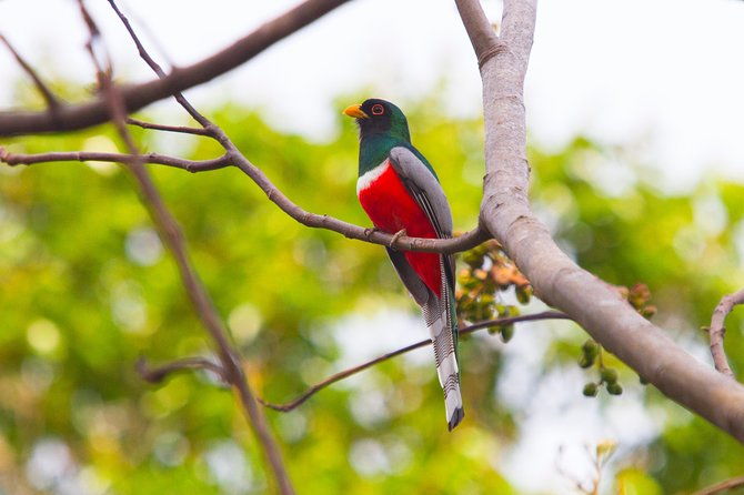 private-rincon-de-la-vieja-bird-watching-tour