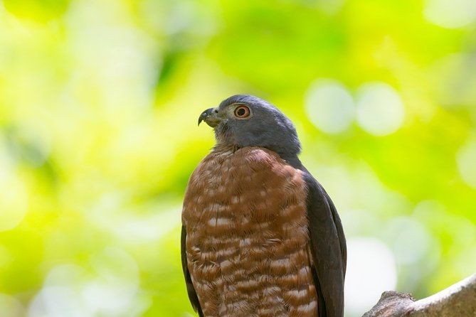 private-rincon-de-la-vieja-bird-watching-tour