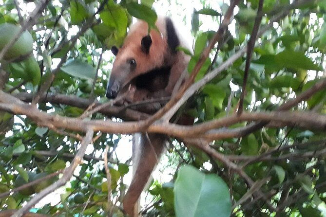 private-rincon-de-la-vieja-hike-and-hot-springs