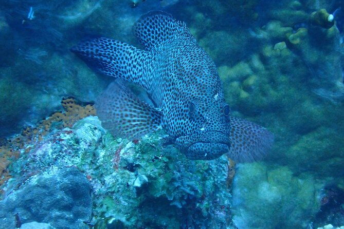 private-rincon-snorkeling-adventure