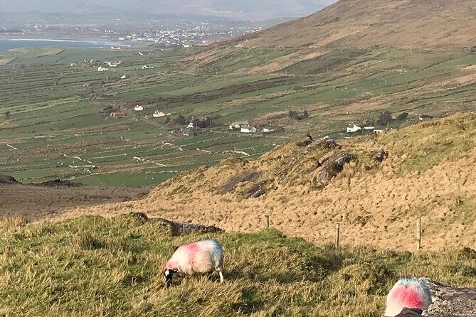 Private Ring of Kerry luxury tour with accredited guide - The Slight Drawback: Price and Optional Fees