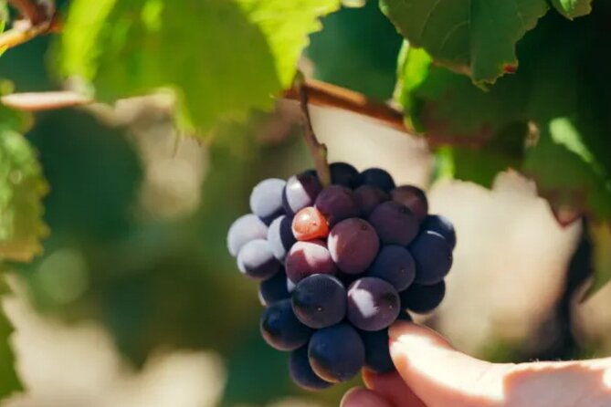 private-romes-wine-tasting-tour-in-frascati-exclusive