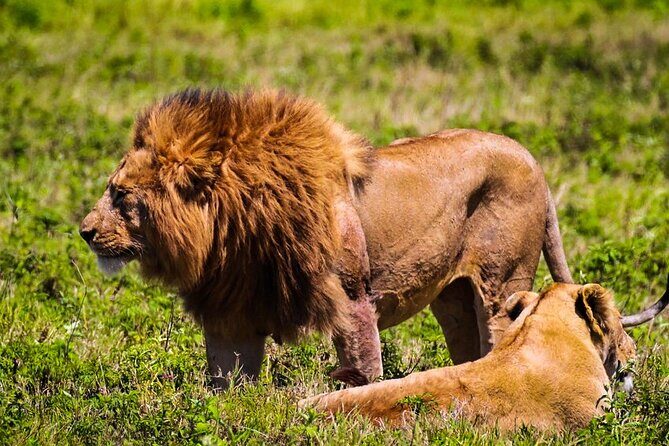 Private Safari and Wildlife Tour in Hluhluwe - What Sets This Tour Apart?