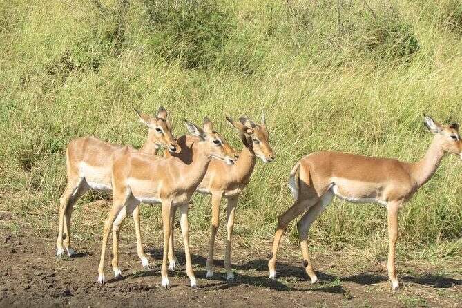 Private Safari and Wildlife Tour in Hluhluwe - FAQ