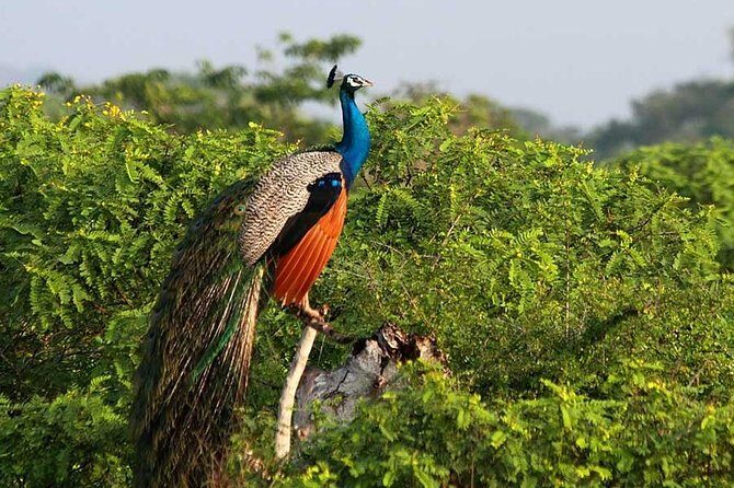 Private Safari at Yala National Park - Exploring the Itinerary: What You Can Expect