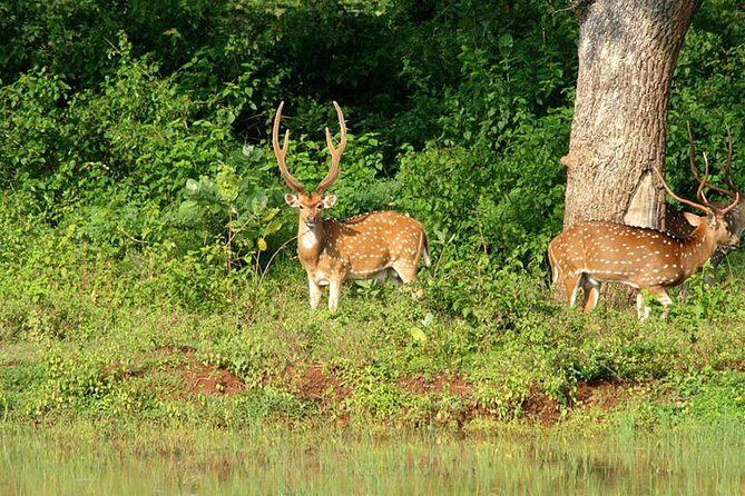 Private Safari at Yala National Park - Is This Tour Right for You?