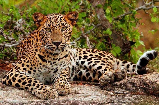 Private Safari at Yala National Park - Final Thoughts