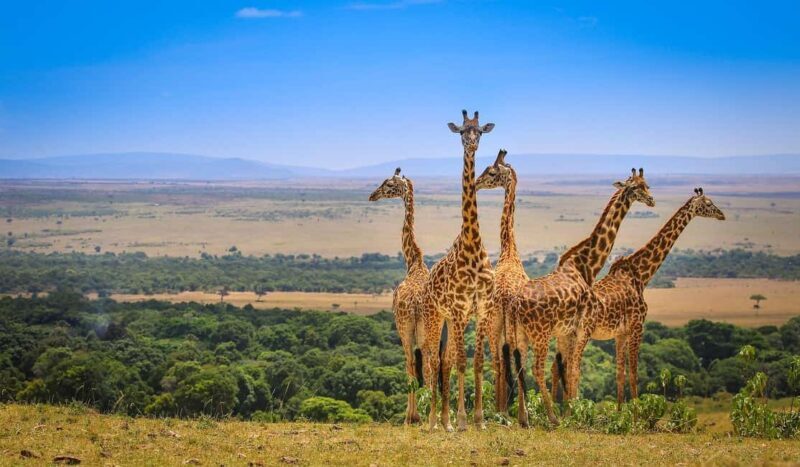 Private Safari Day-Tour in Amboseli National Park - The Authenticity & Review Insights