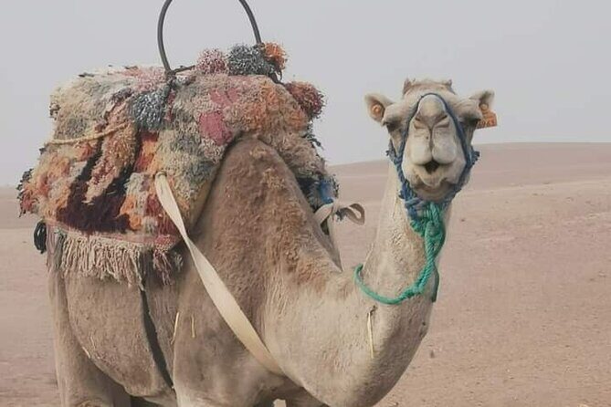 Private Safari Experience in Agafay Desert - A Closer Look at the Journey