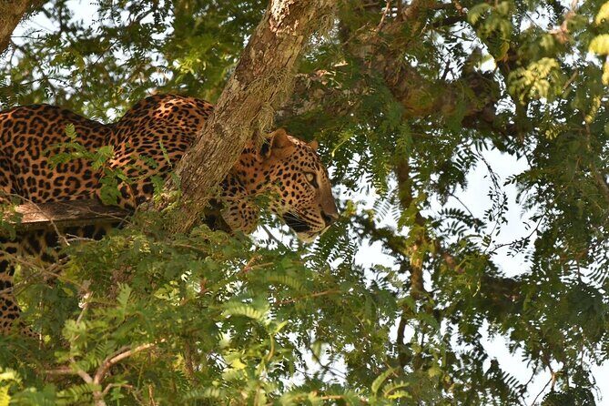 Private Safari in Kumana National Park from Arugambay - Key Points
