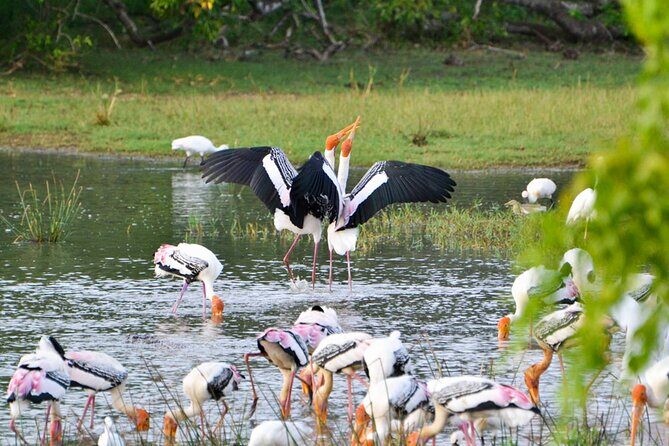 Private Safari in Kumana National Park from Arugambay - What to Expect at Each Stop