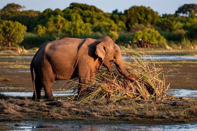 Private Safari in Kumana National Park from Arugambay - Authentic Insights from Reviews