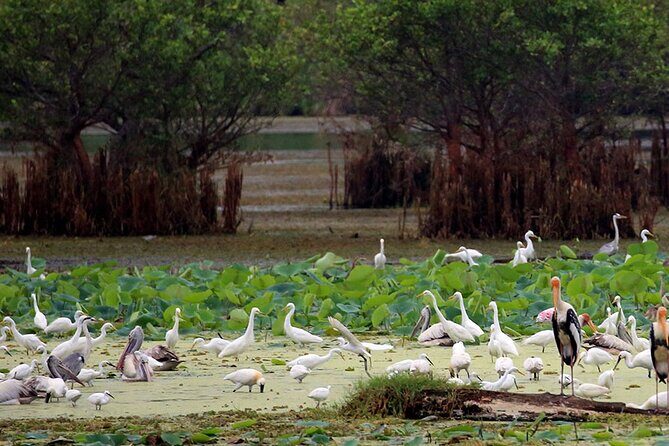Private Safari in Kumana National Park from Arugambay - Who Will Love This Tour?