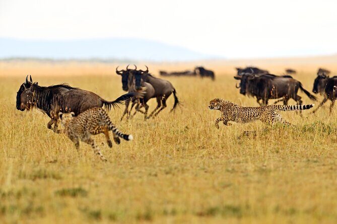 Private Safari in Tarangire National Park - Exploring the Magic of a Private Safari in Tarangire National Park