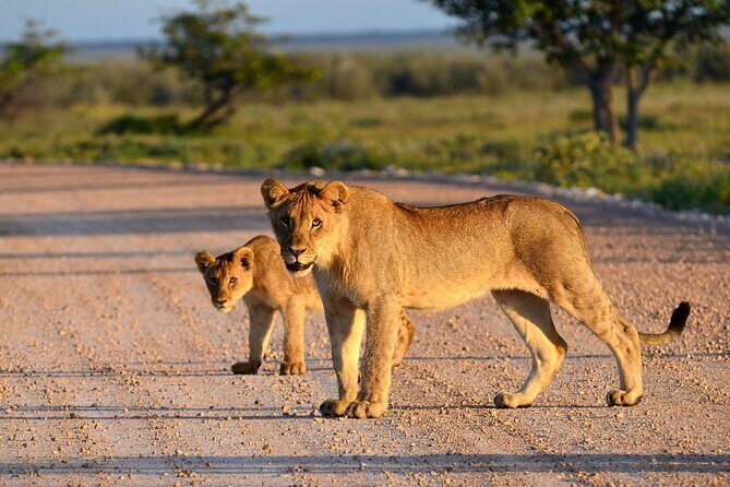 Private Safari in Tarangire National Park - Why This Tour Offers Great Value