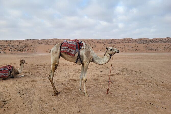 Private Safari tour and Wadi in 4x4 with a local guide - Final Thoughts