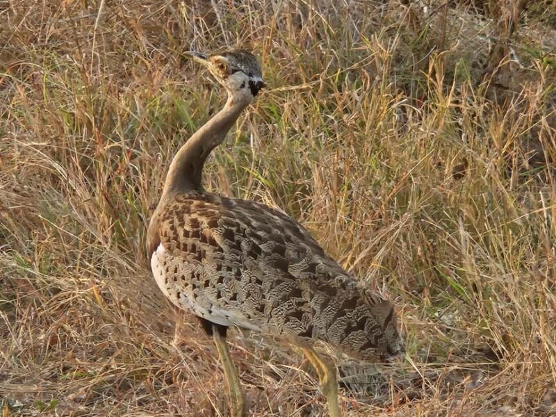 Private Safari Tour: Pilansberg National Park Big 5 - What Makes this Safari Stand Out?