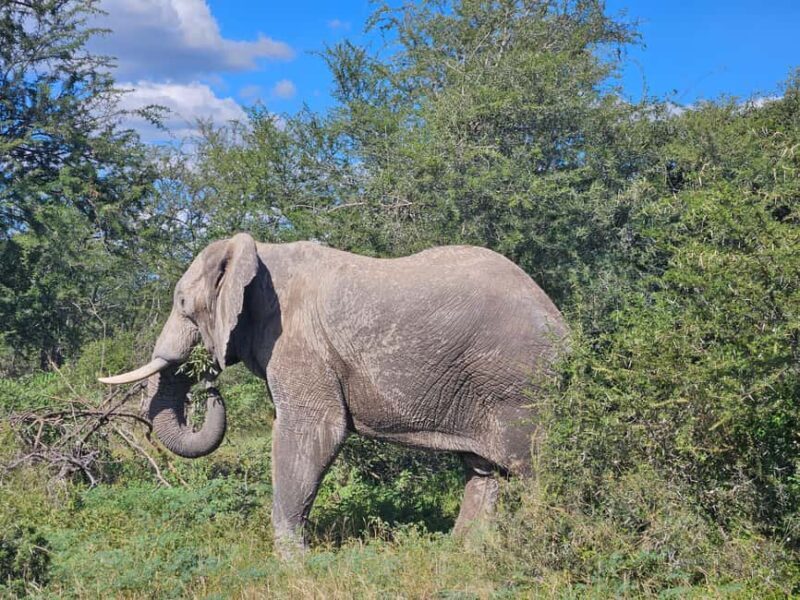 Private Safari Tour: Pilansberg National Park Big 5 - Who Will Love This Tour?