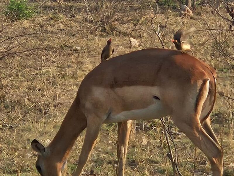 Private Safari Tour: Pilansberg National Park Big 5 - Final Thoughts
