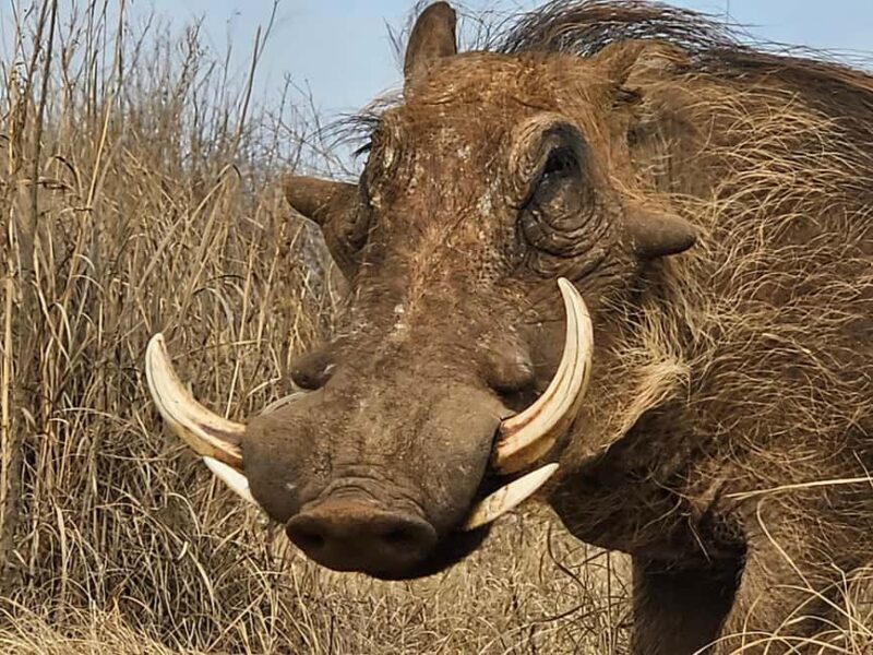 Private Safari Tour: Pilansberg National Park Big 5 - FAQs