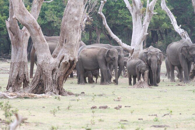 Private Safari Tours in Minneriya National Park - Introduction: Safari with a Personal Touch