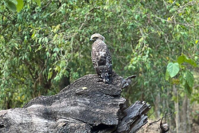 Private Safari Tours in Minneriya National Park - The Guides: Knowledgeable and Respectful