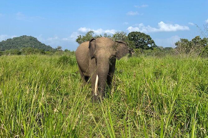 Private Safari Tours in Minneriya National Park - Transportation & Logistics: Comfort and Convenience