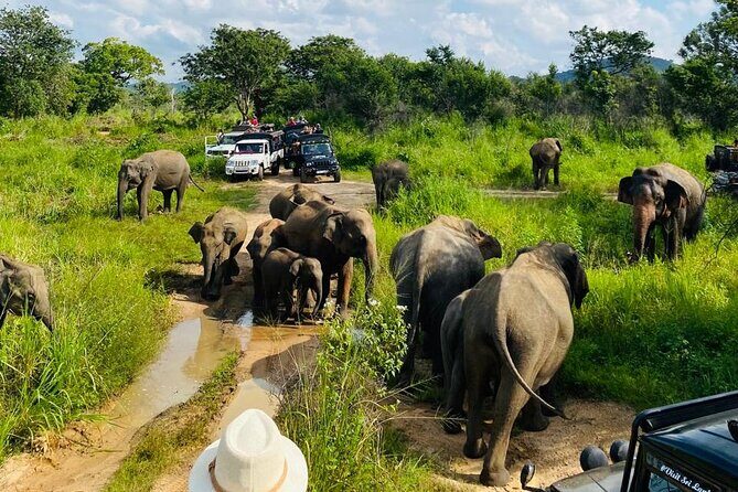 Private Safari Tours in Minneriya National Park - Pricing and Value
