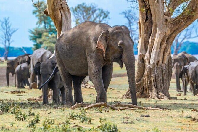 Private Safari Tours in Minneriya National Park - Why Choose This Safari?