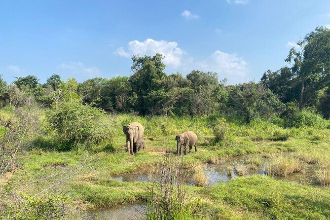Private Safari Tours in Minneriya National Park - Final Thoughts: Is It Worth It?