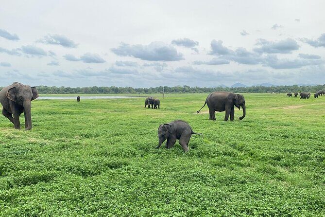 Private Safari Tours in Minneriya National Park - FAQ