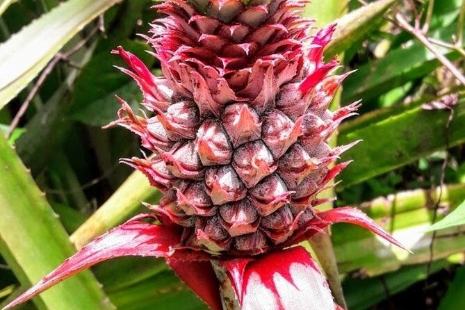 private-sail-hike-tour-of-grenada