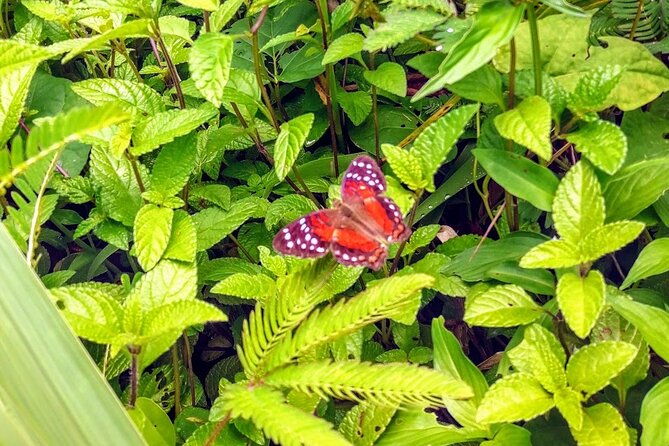 private-sail-hike-tour-of-grenada