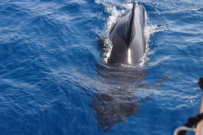 private-sailing-dolphin-experience-from-estepona-drink-food