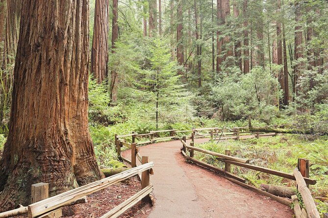 private-san-francisco-city-tour-and-muir-woods-with-sausalito