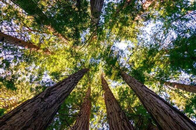 private-san-francisco-city-tour-and-muir-woods-with-sausalito