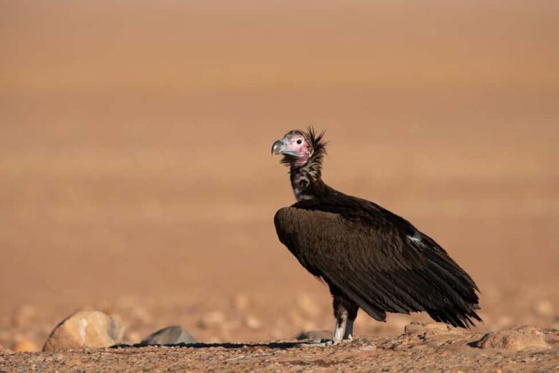 Private Sandwich Harbour 4x4 Tour with Lunch - Walvis Bay - Final Thoughts