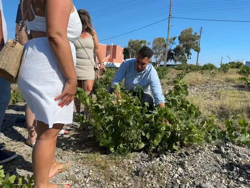 Private Santorini Wine Journey: 2 Top Wineries & Local Lunch - Exploring the Wineries