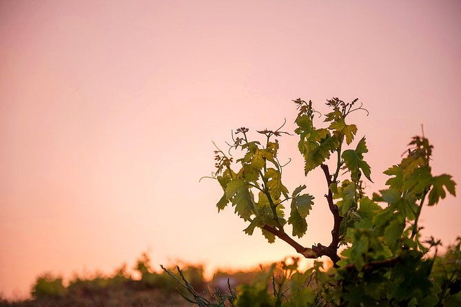 private-santorini-wine-roads-tour-with-tastings