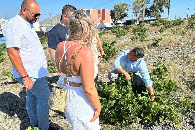 private-santorini-wine-tour-explore-top-3-wineries-best-views