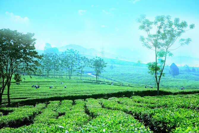 Private Sapa Motorbike Tour - Tea Hill - Discovering the Sapa Landscape on Two Wheels