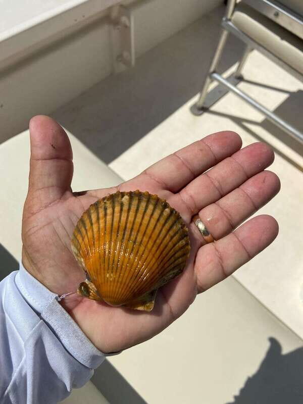 Private Scallop Hunt and Snorkel - What to expect during the trip?