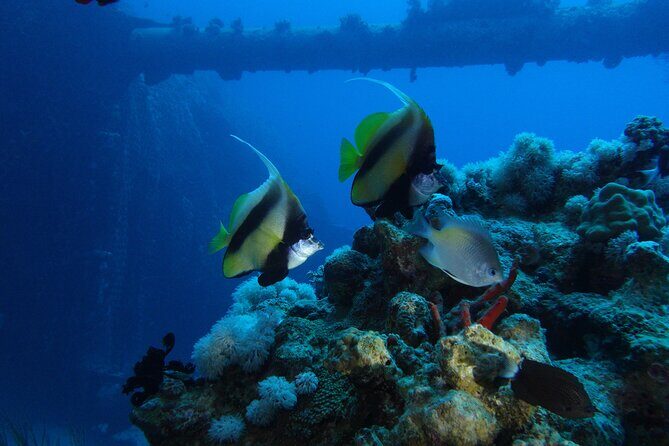 Private Scuba Diving Adventure in the Red Sea of Aqaba - Final Thoughts