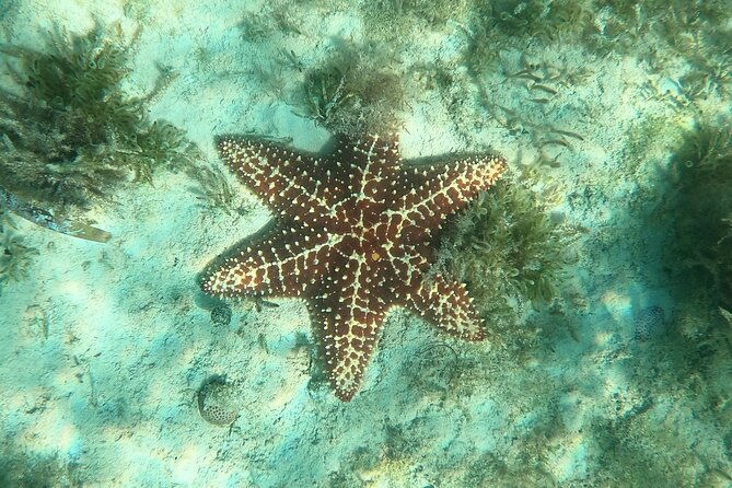 private-scuba-diving-and-snorkeling-tours-in-puerto-rico