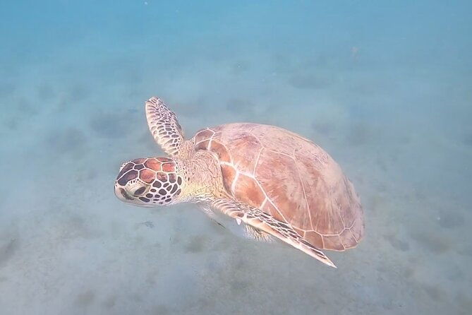 private-scuba-diving-and-snorkeling-tours-in-puerto-rico