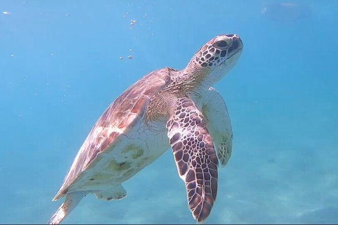 private-scuba-diving-and-snorkeling-tours-in-puerto-rico